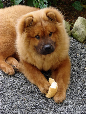 chow chow